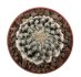  - DISCOCACTUS horstii, offered 1 x seedling in the pot