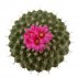  - STROMBOCACTUS disciformis ssp. esperanzae, VM 291, Xichu, cm, SEEDLINGS