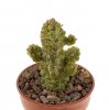 PSEUDOLITHOS dodsonianus, rooted offset