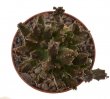 PSEUDOLITHOS mccoyi, 5 cm pot, rooted offset