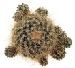 PILOCANTHUS paradinei 2,6 cm, seedling
