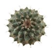 STROMBOCACTUS corregidorae VM 974, 2,5 cm, SEEDLING