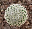 MAMMILLARIA breviplumosa GCG 12500, Mapimi, Dgo. Mex., seedling