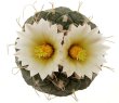 STROMBOCACTUS disciformis var. minimus VM 207, Pena Miler, 3 PIECES, 6,5 cm pot of SEEDLINGS