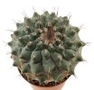 STROMBOCACTUS corregidorae VM 974, 2,8 cm, SEEDLING