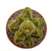 PSEUDOLITHOS caput-viperae, pot 7 cm, grafted offset