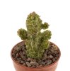 PSEUDOLITHOS dodsonianus, 5 cm pot, rooted offset