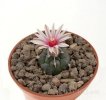 TURBINICARPUS bonatzii, 4 pieces, one 6,5 cm pot, SEEDLINGS