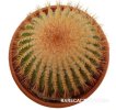 UEBELMANNIA pectinifera  aff. RNK 96, clone 22 , 7,5 cm, grafted