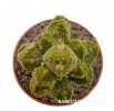 PSEUDOLITHOS caput-viperae, pot 6,5 cm, grafted offset