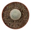 MAMMILLARIA breviplumosa GCG 12500, Mapimi, Dgo. Mex., 5 cm pot, seedling