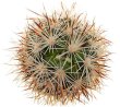 CORYPHANTHA alversonii SB 1800, 5 cm pot, 10 pcs., SEEDLINGS