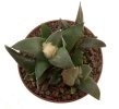 ARIOCARPUS confusus PP 581, Marmolejos ex Pavlík, 7 cm pot, 10 years old seedling