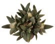 ARIOCARPUS retusus var. scapharostroides PP 625, El Sabinitas, 6 cm pot, 10 years old seedling