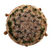 MAMMILLARIA hernadezii, 500 seeds