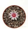 TURBINICARPUS bonatzii, 10 seeds