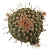 STROMBOCACTUS esperanzae f. long spine, SN 2014.0201, near Alamos, Gto., 1000 seeds