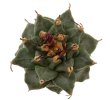 TURBINICARPUS alonsoi, 10 seeds