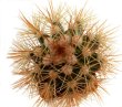 MELOCACTUS nagyi RBK 22.1, Cuba, 7,5 cm SEEDLING