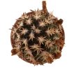 ECHINOCEREUS davisii f. brevispinus, pot 6,5 cm, grafted SEEDLING