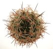 PYRRHOCACTUS umadeave, grafted