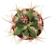 FEROCACTUS haematacanthus clone 2, 6,5 cm pot, rooted offset