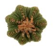 AZTEKIUM ritteri, 1 - 1,1 cm, 50 x SEEDLINGS