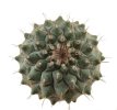 STROMBOCACTUS corregidorae VM 974, 1 - 1,1 cm, 50 x SEEDLINGS