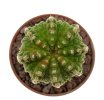 AZTEKIUM ritteri f. intercostatum GCG 10888, Puente Ciprian, 1 - 1,1 cm, 10 x SEEDLINGS