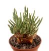 AVONIA quinaria ssp. alstonii,  50 x SEEDLINGS