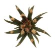 ARIOCARPUS agavoides, 10 x SEEDLINGS