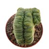 LOPHOPHORA alberto-vojtechii f. cristate, grafted