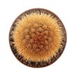 BRACHYCEREUS nesioticus clone F, 2,4 cm, grafted offset