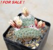 STROMBOCACTUS disciformis f. cristate, 8 cm pot, 2 pcs., SEEDLINGS
