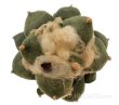 ARIOCARPUS furfuraceus cv. Zonge Batan, 6 cm pot, grafted offset