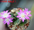 AZTEKIUM valdezii GCG 10893, clone D, own roots, 5,5 cm pot, rooted offset