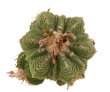 AZTEKIUM ritteri f. rotundum GCG 10005 El Barreal, NL, 1,8 - 2 cm, SEEDLING