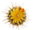 UEBELMANNIA meninensis f. rubra RNK 22/2023, 5 cm pot, SEEDLING