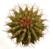 UEBELMANNIA buiningii f. green RNK 55, 5 cm pot, SEEDLING