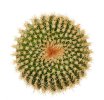 UEBELMANNIA gummifera RNK 25/2023 (HU 282, type), 5 cm pot, SEEDLING