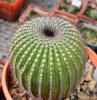 UEBELMANNIA pectinifera aff. f. nova RNK 105, Serra do Espinhaco, 8 cm pot, SEEDLING