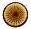 UEBELMANNIA pectinifera var. eriocactoides RNK 99, 10km N of Curimataí, Mg., 5 cm pot, SEEDLING