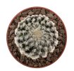 DISCOCACTUS horstii, 3 x seedlings, one 5 cm pot
