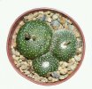 BLOSSFELDIA pedicellata var. tominense KK 1525, 5 cm pot, seedlings
