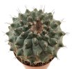 STROMBOCACTUS corregidorae VM 974, 6,5 cm pot, 5 pcs., SEEDLINGS