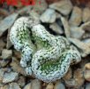 ENCEPHALOCARPUS strobiliformis f. cristate, 5 cm pot, SEEDLING !!!