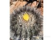 COPIAPOA x C. scopulina GCG 15037, 5 cm pot, SEEDLING