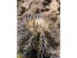 COPIAPOA echinoides f. aureo - armata GCG 16868, 5 cm pot, 2 pcs. SEEDLINGS