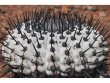 COPIAPOA cinerea f. australis GCG 16796, 5 cm pot, 2 pcs. SEEDLINGS