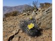 COPIAPOA cinerea var. horrida GCG 16793, 5 cm pot, 2 pcs. SEEDLINGS